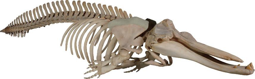 ＜ツチクジラ 全身骨格＞