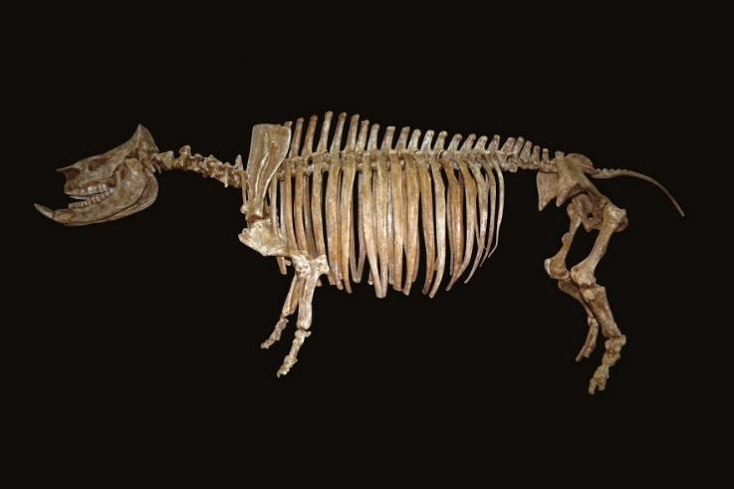 ＜キロテリウム  全身骨格＞ 所蔵：美濃加茂市民ミュージアム