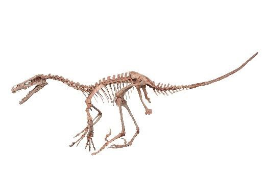 ＜ベロキラプトル 全身骨格＞ 所蔵：兵庫県立人と自然の博物館