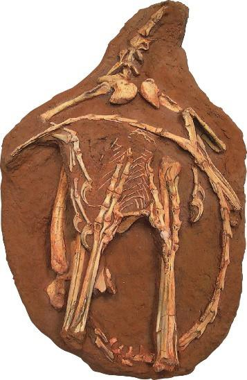 ＜シノルニトイデス 産状骨格＞ 所蔵：福井県立恐竜博物館