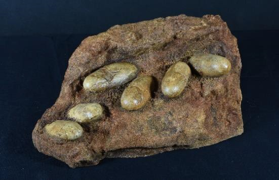 ＜恐竜の卵＞ 所蔵：群馬県立自然史博物館