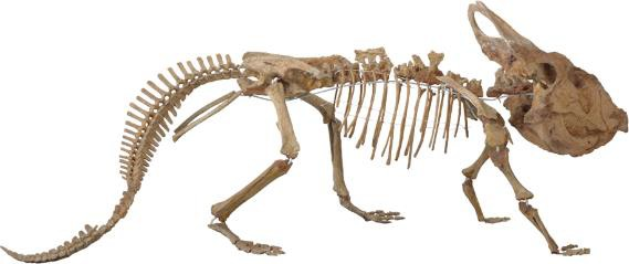 ＜プロトケラトプス 全身骨格＞