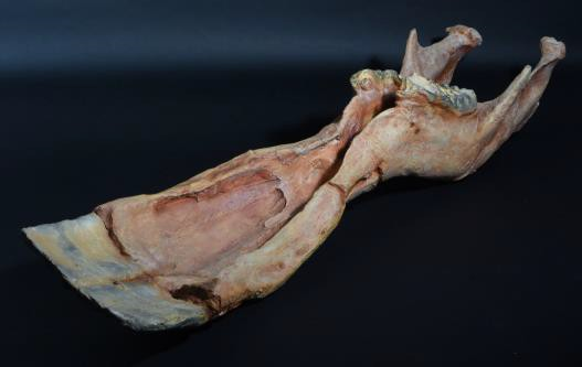 ＜プラティベロドン 下顎＞ 所蔵：群馬県立自然史博物館