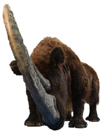 ＜チベットケサイ 生体復元モデル＞