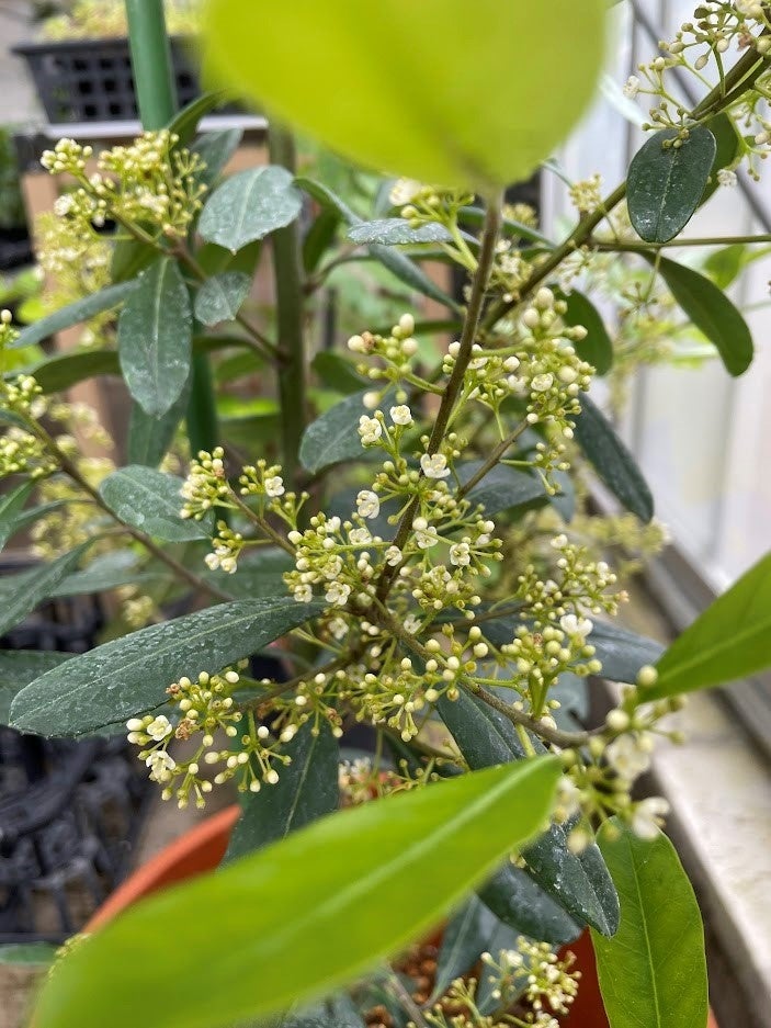 ​マテ ©筑波実験植物園