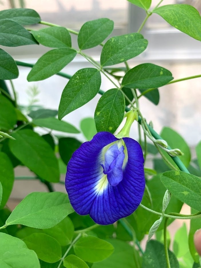 国立科学博物館 筑波実験植物園 きみにとどけ 植物園の魅力 企画展 夏休み植物園フェスタ 開催 文化庁のプレスリリース