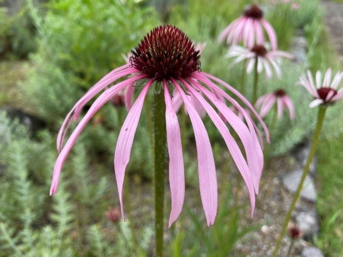 国立科学博物館 筑波実験植物園 きみにとどけ 植物園の魅力 企画展 夏休み植物園フェスタ 開催 文化庁のプレスリリース