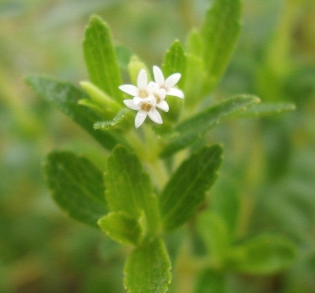 ​ステビア ©筑波実験植物園