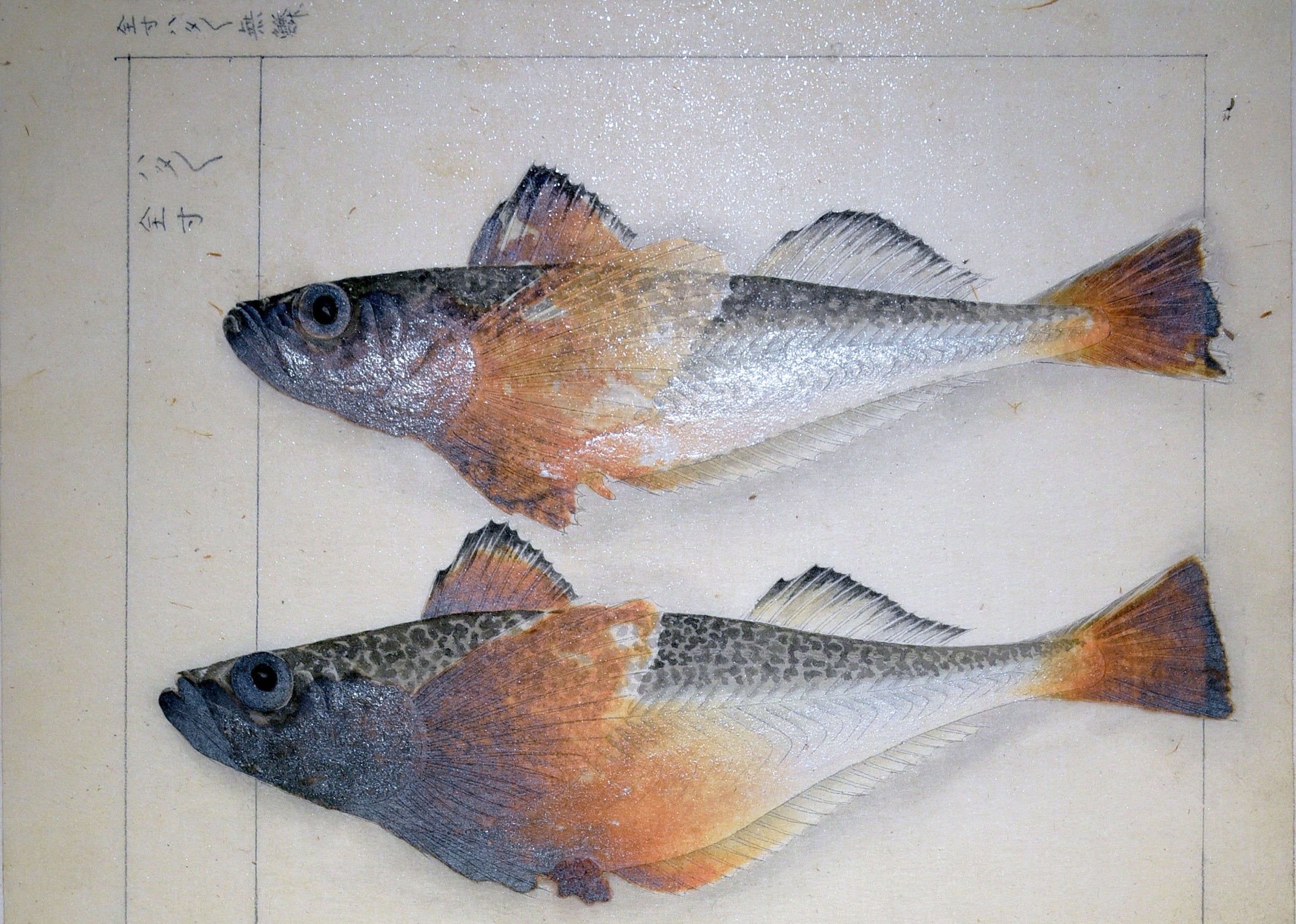 所蔵：国立科学博物館