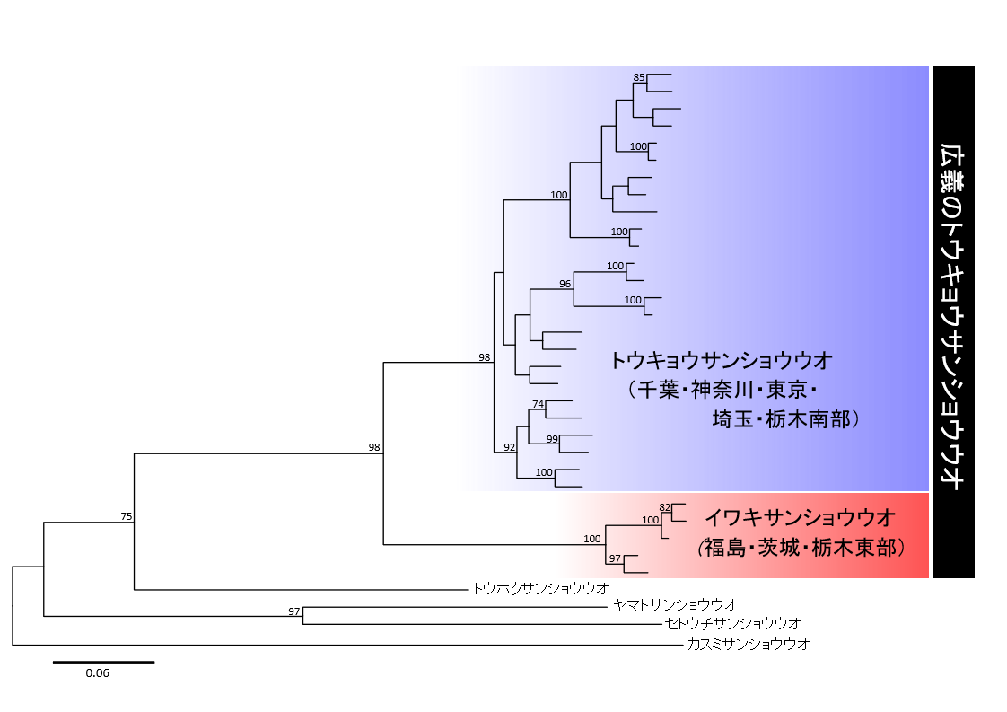 図1　MIG-seq法による核ゲノム配列の系統樹.