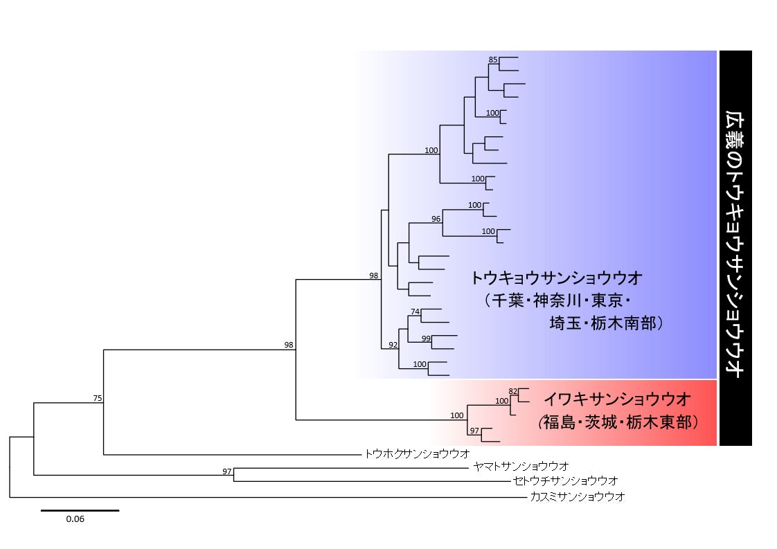 図1　MIG-seq法による核ゲノム配列の系統樹.