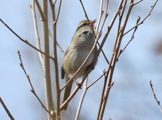 図1．さえずるウグイス（茨城県にて撮影）