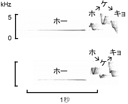 図4．本土（上）と南大東島（下） の典型的なさえずりの節回し