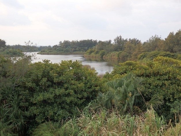 図2．南大東島のウグイスの営巣環境