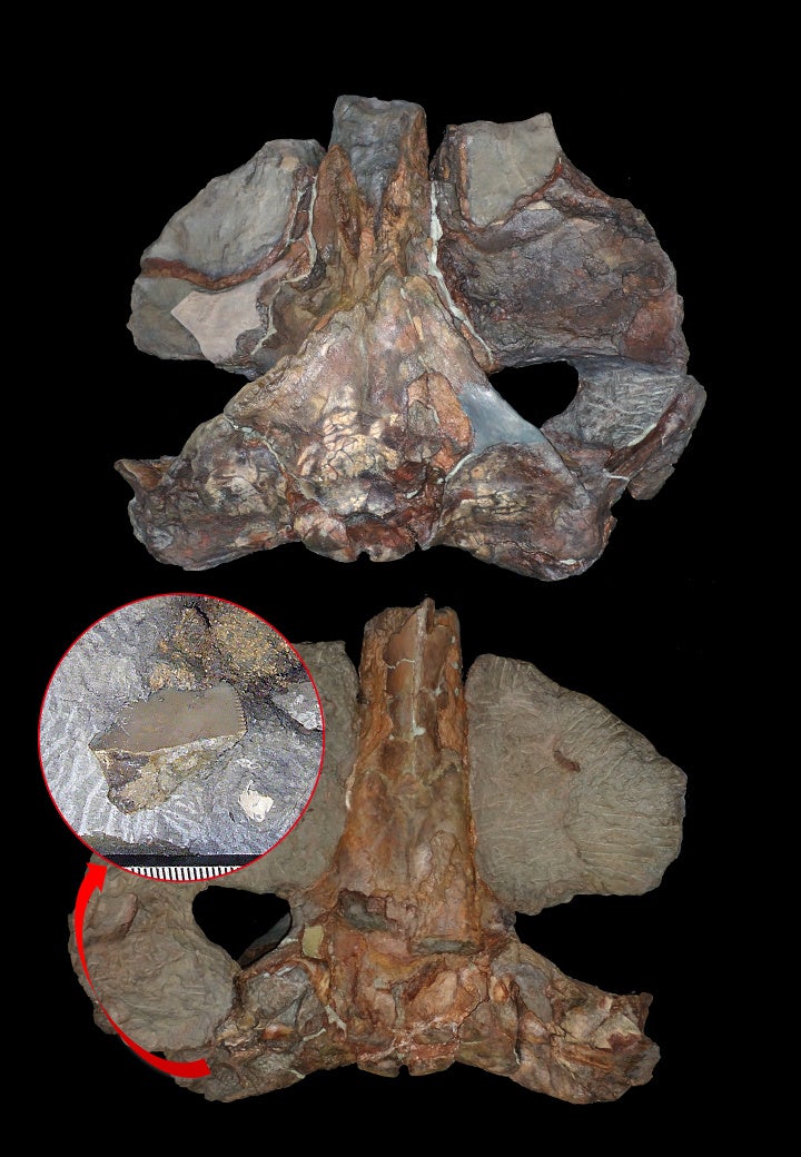 所蔵：国立科学博物館