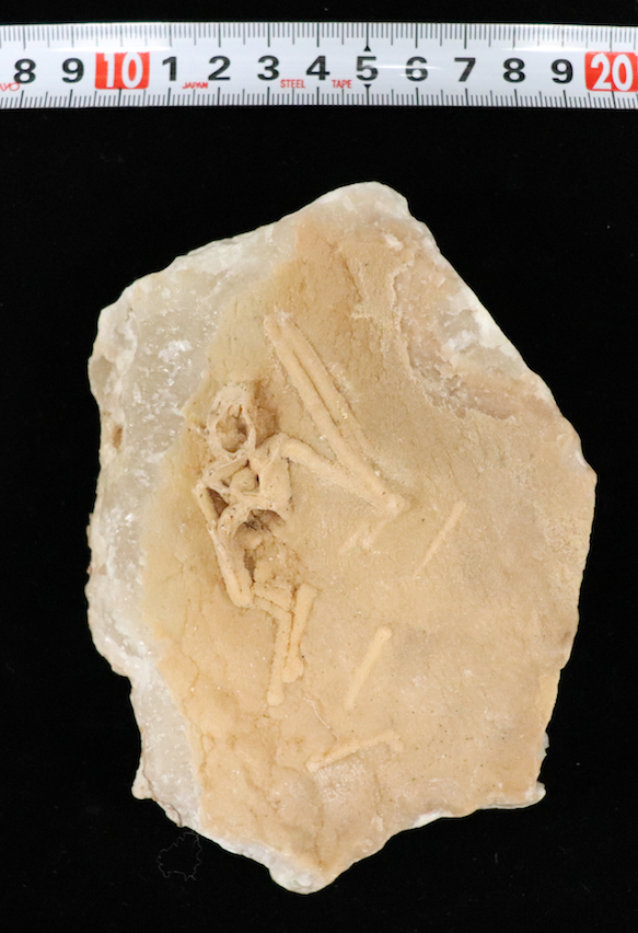 所蔵：国立科学博物館