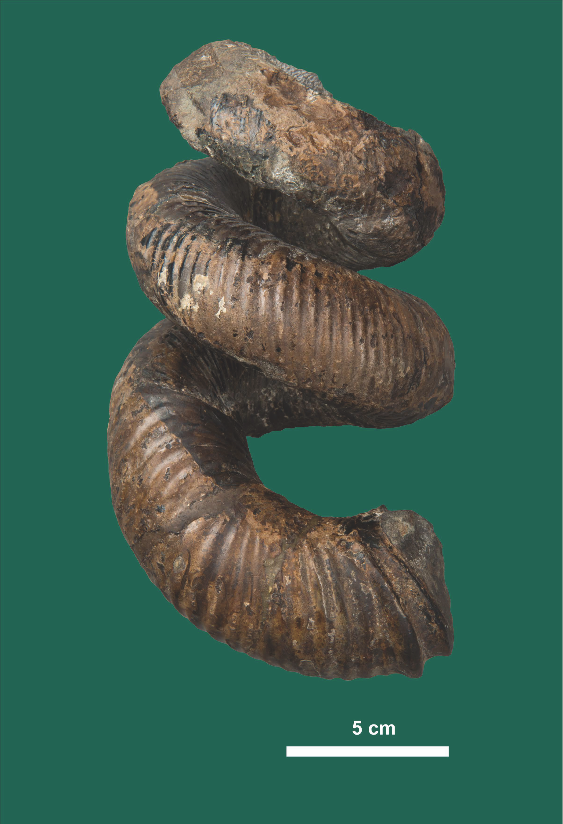 所蔵：国立科学博物館