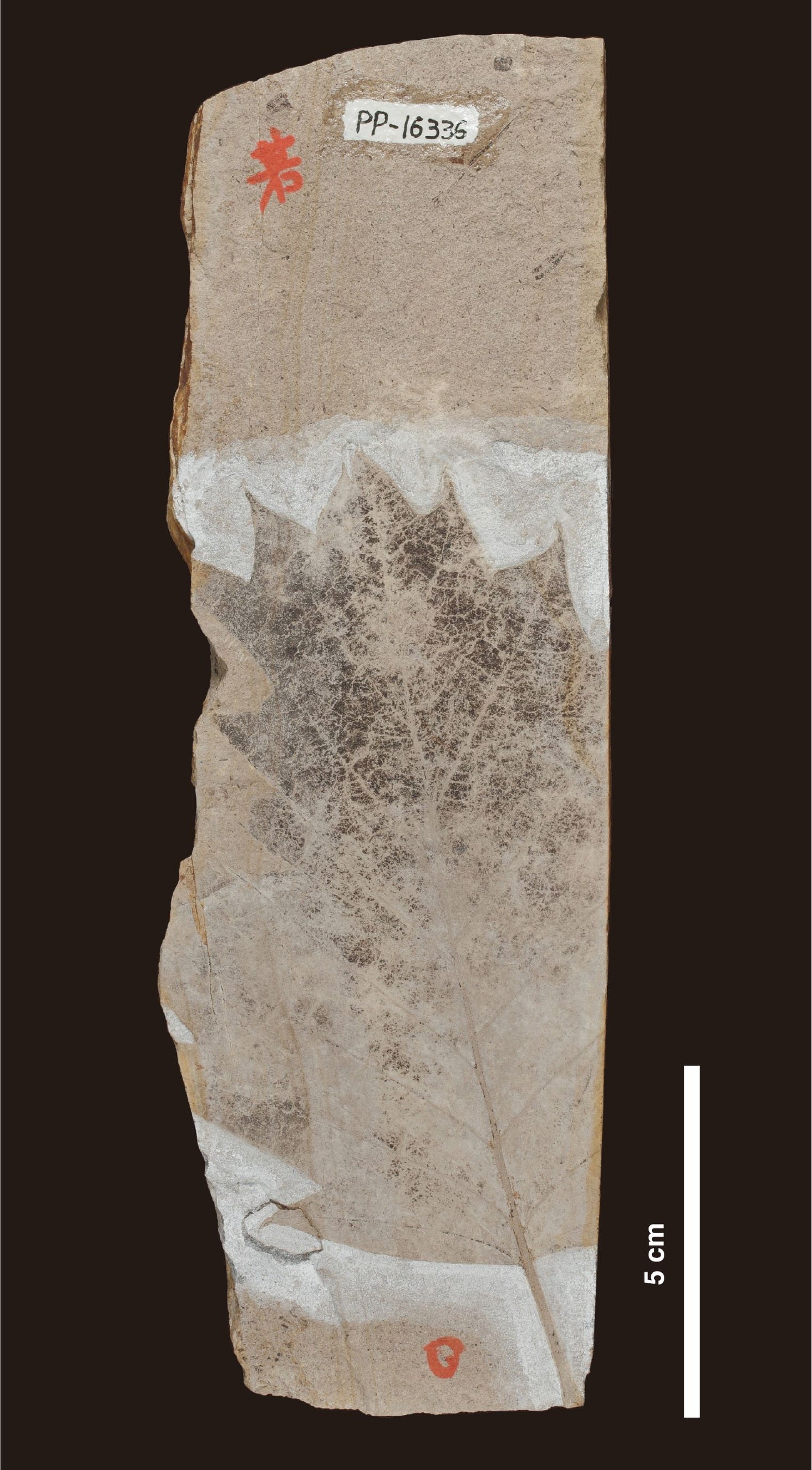 所蔵：国立科学博物館