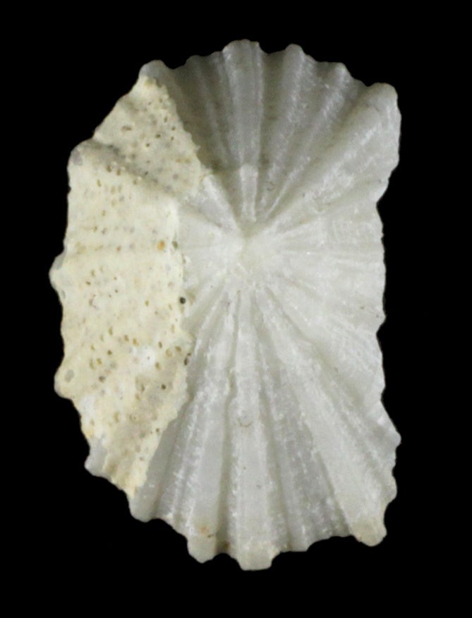 所蔵：国立科学博物館