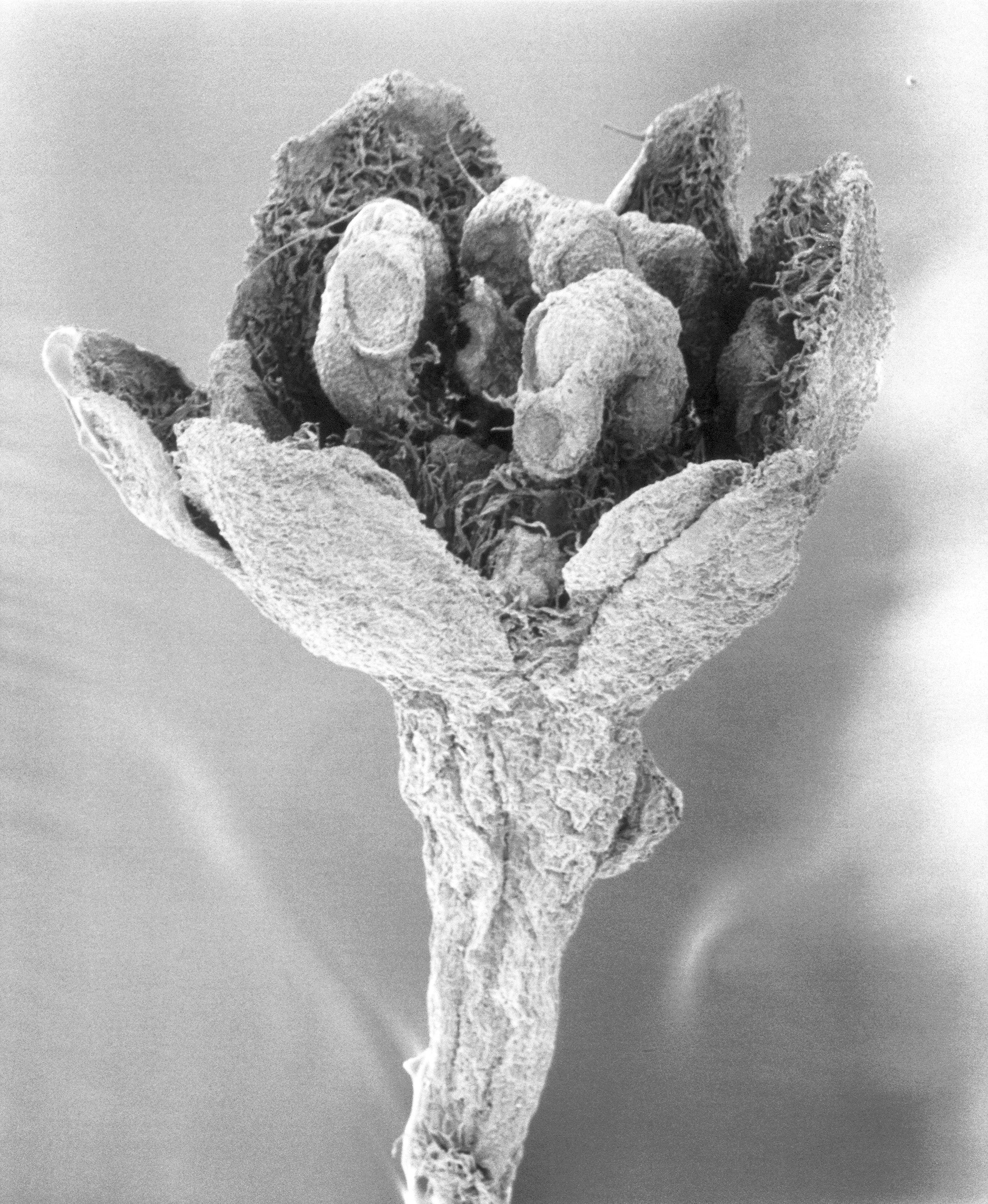 火事で残された化石の花 約9000万年前（写真提供：高橋正道)