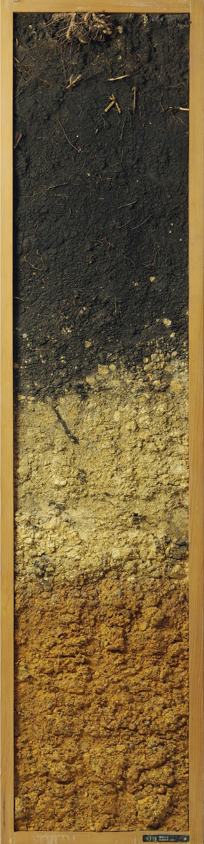 クロボクを含む土壌モノリス（個人蔵）