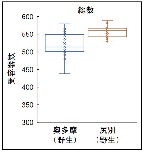 図４．サクラマスの降海型（尻別川水系）とヤマメ（サクラマスの河川型：多摩川水系）の側線系受容器数の比較。論文中で示した各部位、各タイプの感丘数を合計して示した。