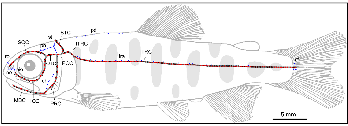 図2．サクラマスの側線系の半模式図