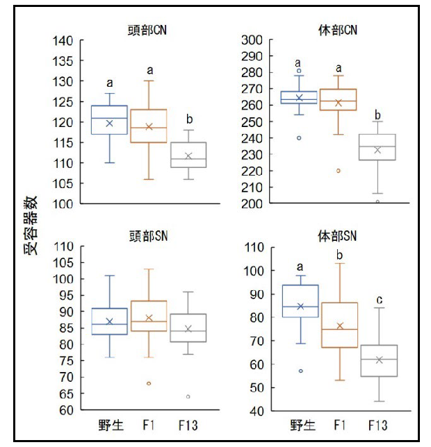 図３．サクラマス野生魚、F1、継代飼育魚（F13）の側線系受容器数の比較。