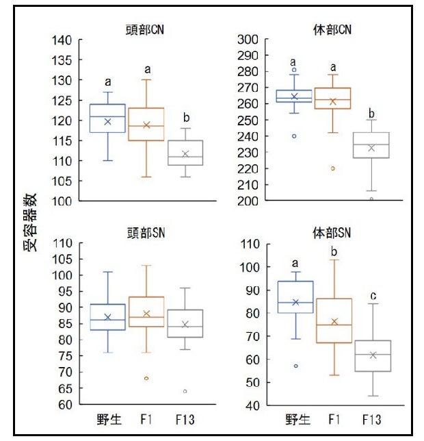 国立科学博物館 サクラマスの感覚が短期間で鈍る可能性 魚類の飼育方法に一石を投じるデータ 文化庁のプレスリリース 国立科学博物館 サクラマスの感覚が短期間で鈍る可能性 魚類の飼育方法に一石を投じるデータ 文化庁のプレスリリース