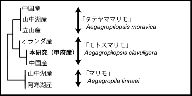 図５：「モトスマリモ」「マリモ」「タテヤママリモ」のリボゾームRNA（18S rRNA）による系統関係　（関連部分抜粋
