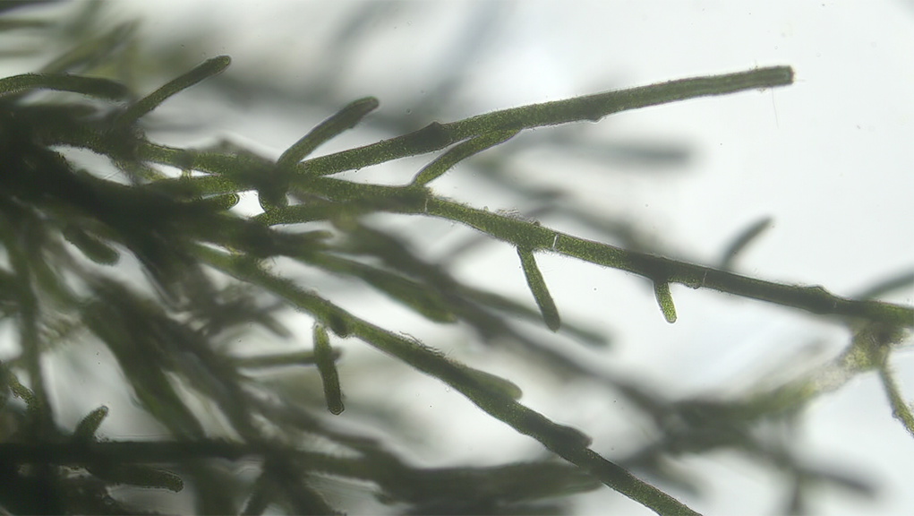 図３：モトスマリモの糸状体