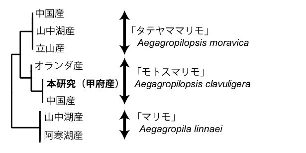 図５：「モトスマリモ」「マリモ」「タテヤママリモ」のリボゾームRNA（18S rRNA）による系統関係　（関連部分抜粋
