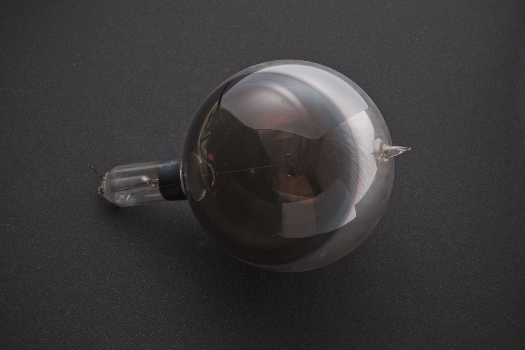 所蔵：国立科学博物館