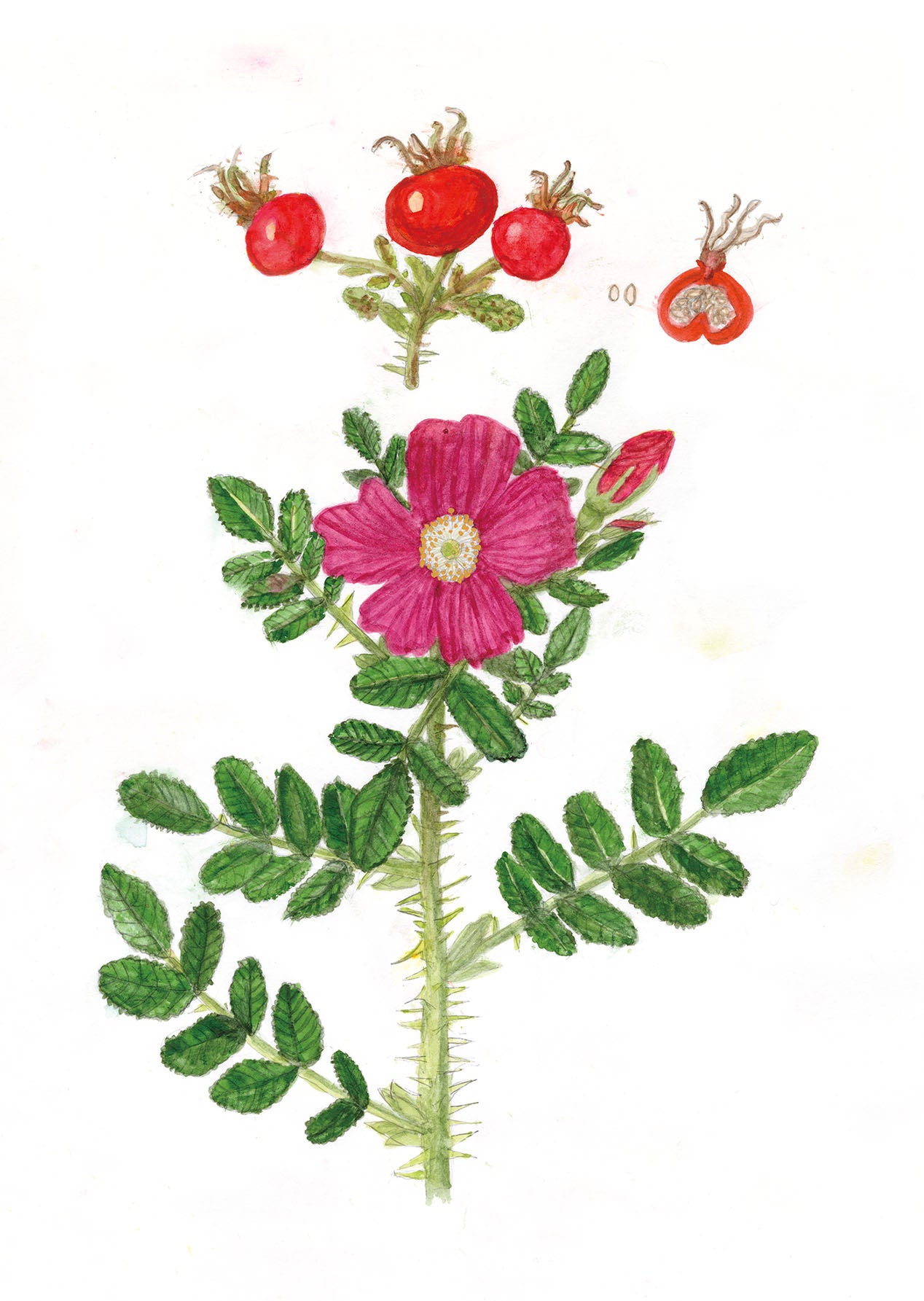 国立科学博物館】国立科学博物館主催 第39回 植物画コンクール入選作品