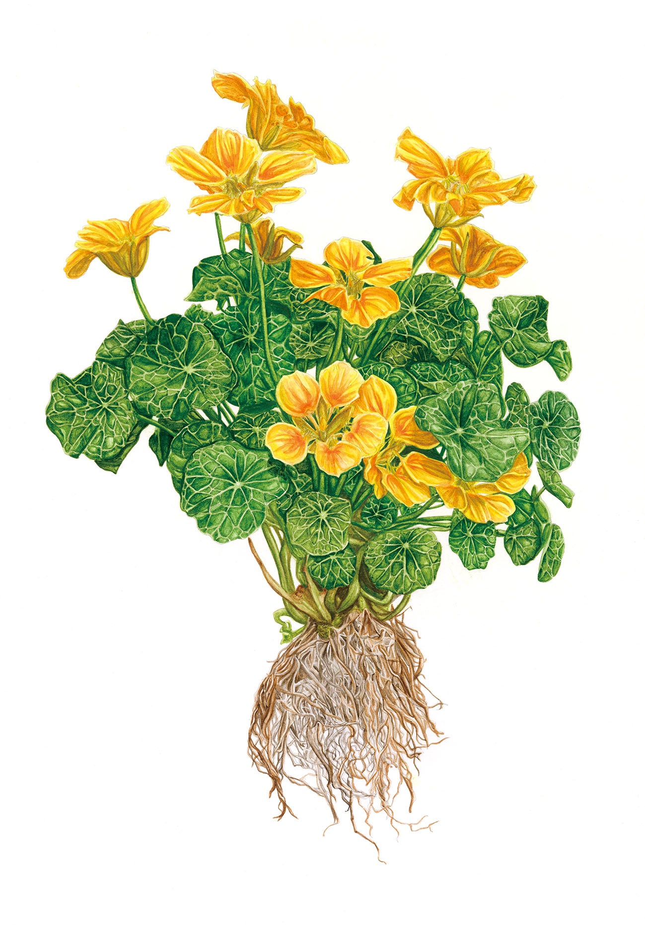 国立科学博物館】国立科学博物館主催 第39回 植物画コンクール入選作品