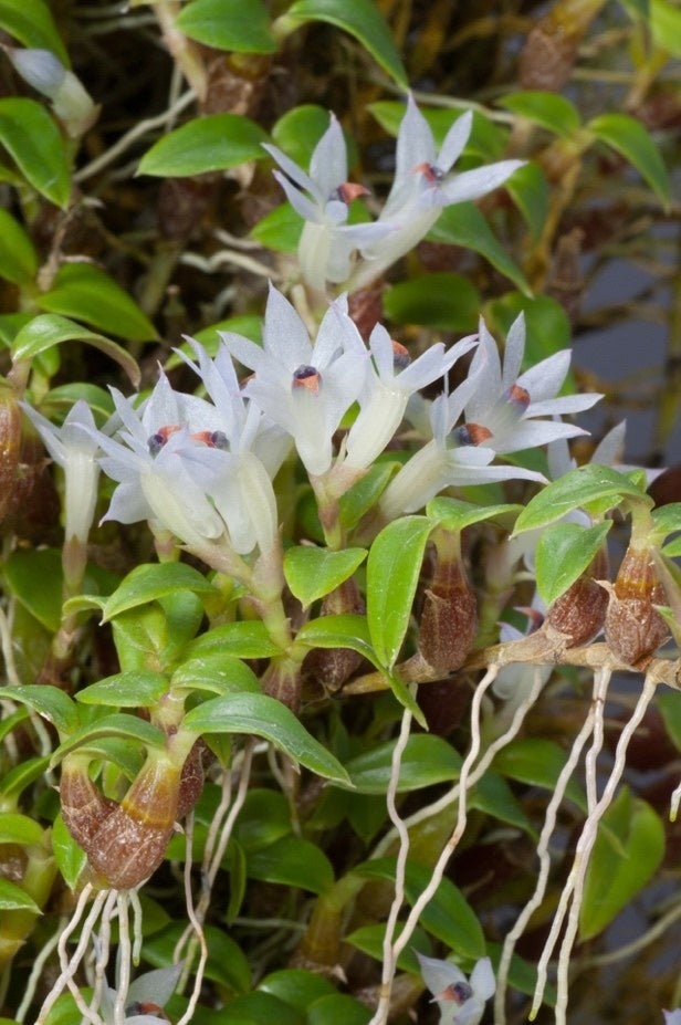 国立科学博物館】 世界初公開のランも！？つくばで世界の珍しいラン約