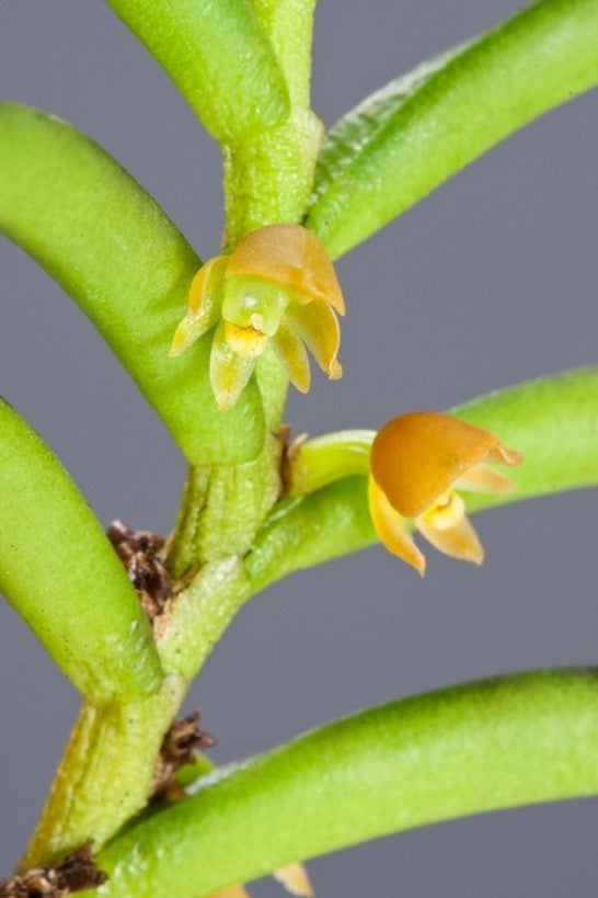 アデノンコス・パルヴィフロラ