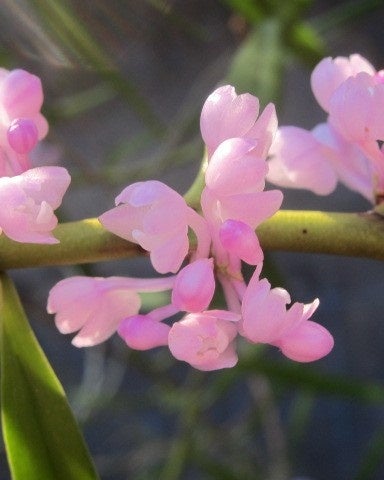 トリコグロッティス・アポエンシス