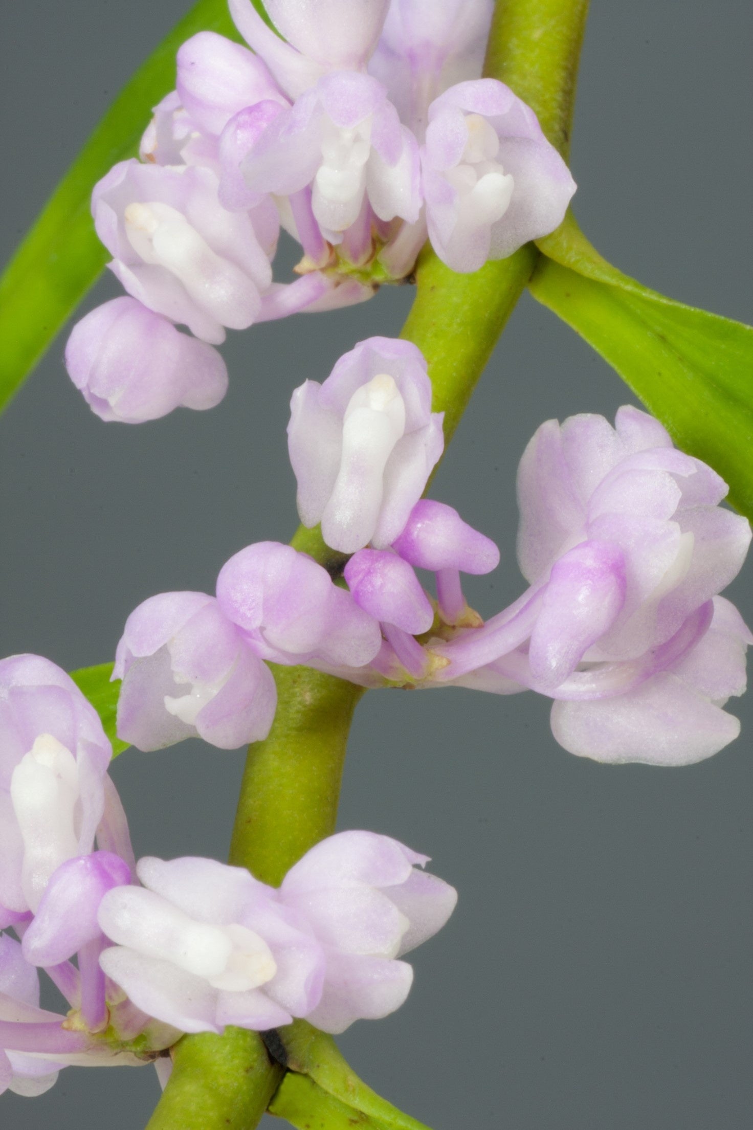 トリコグロッティス・アポエンシス