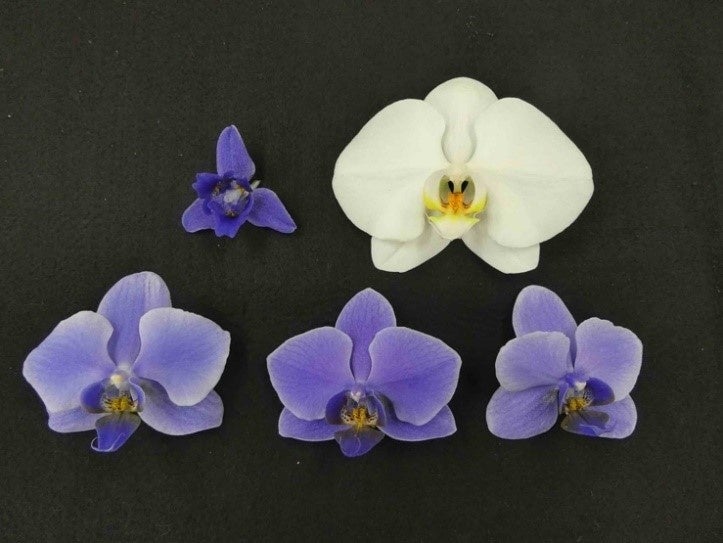 ツユクサの「青い花を咲かせる遺伝子」を導入した青いコチョウラン（左上）と白いコチョウラン（右上）。両者を交配してできた第2世代（下の3輪）