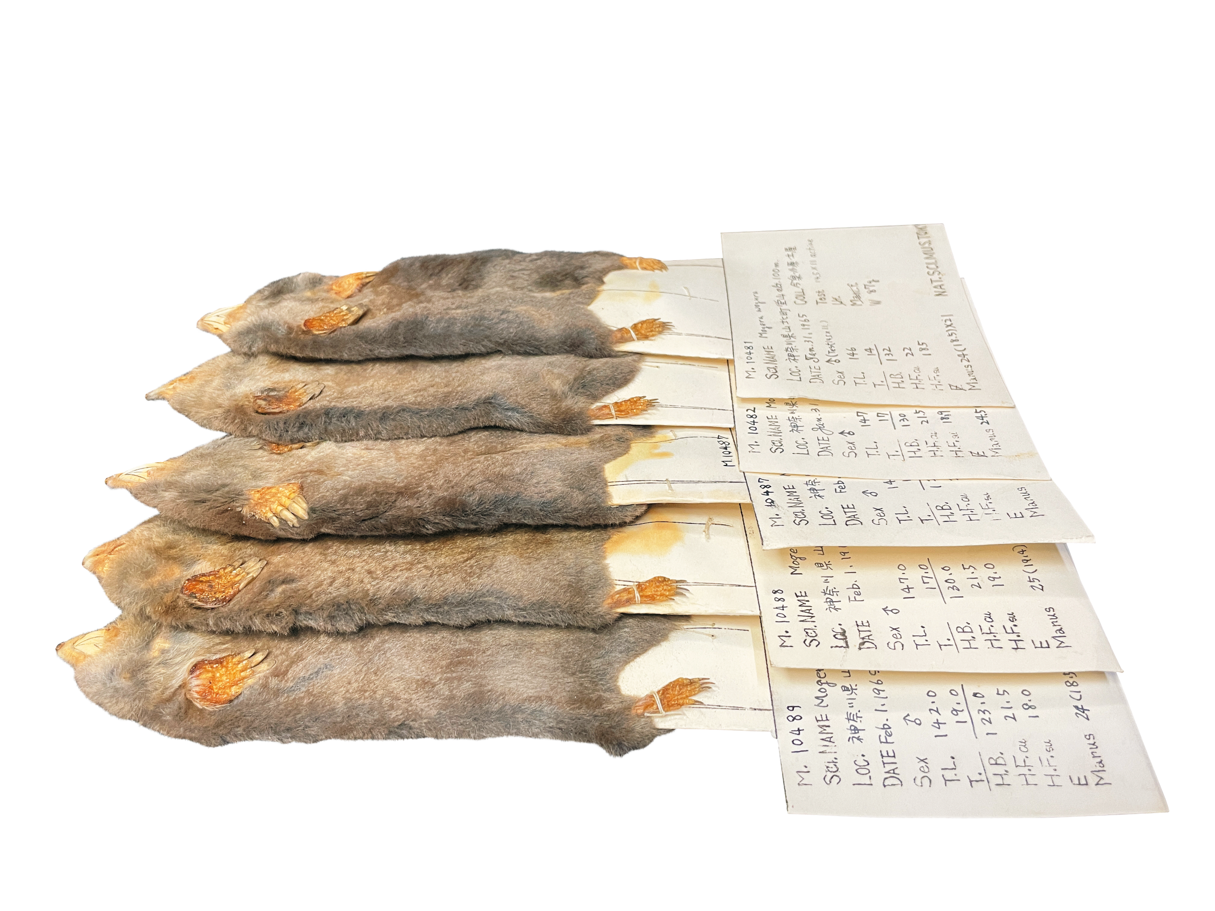 コウベモグラ（フラットスキン）（所蔵：国立科学博物館）