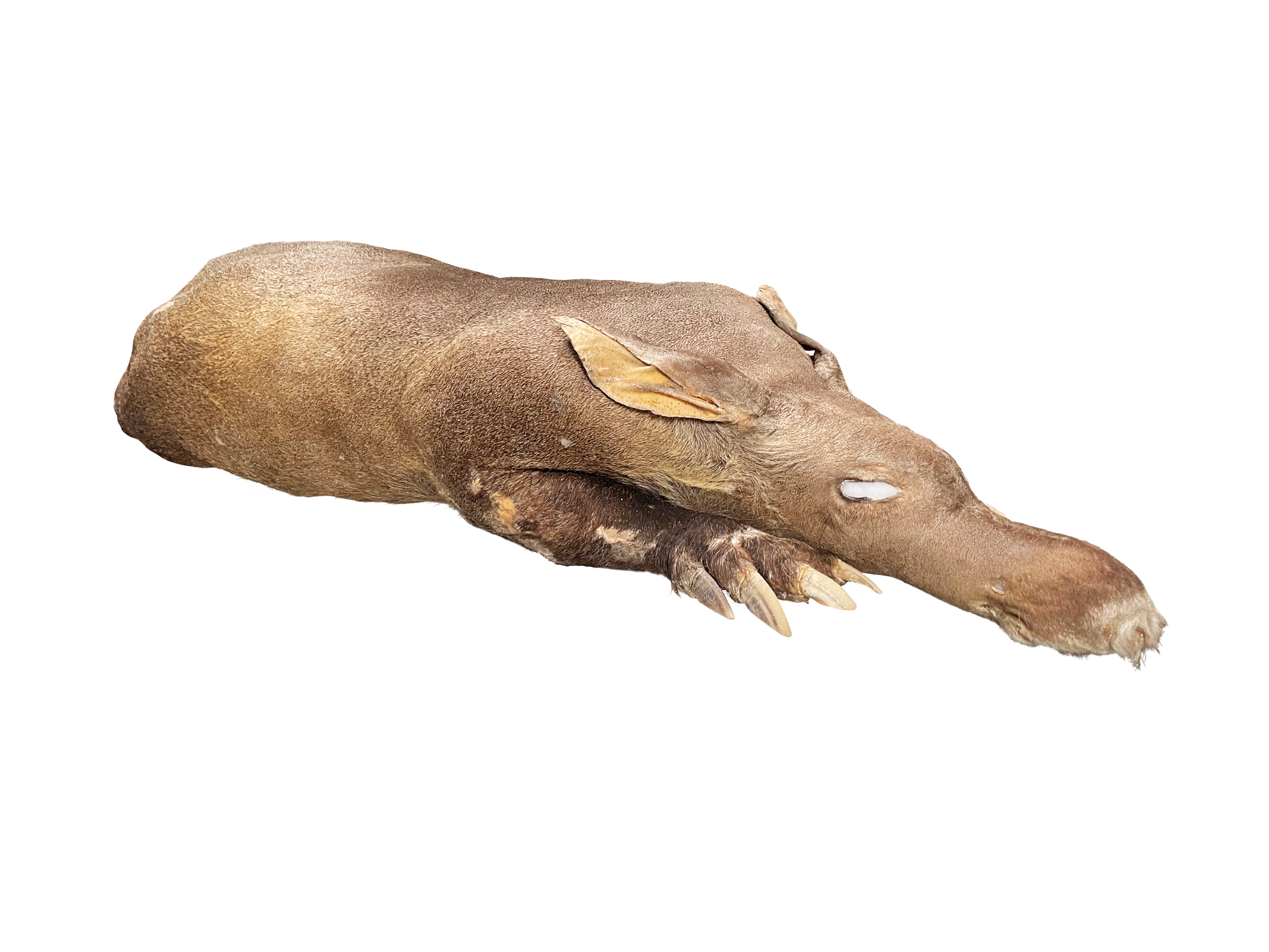 ツチブタ（仮剥製）（所蔵：国立科学博物館）