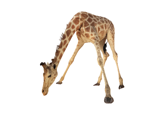 キリン（本剥製）（所蔵：国立科学博物館）