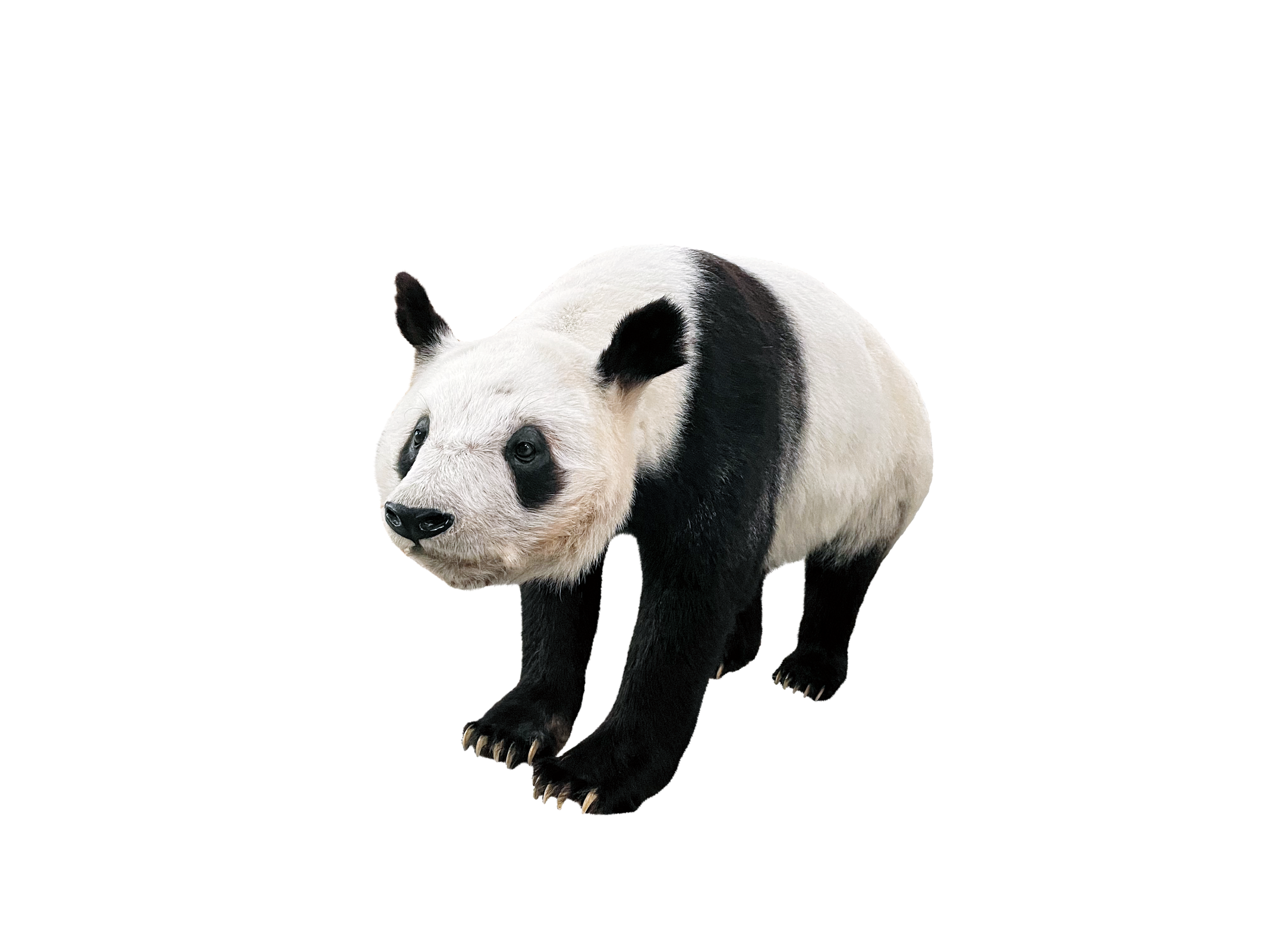 ジャイアントパンダ（本剥製）（所蔵：国立科学博物館）