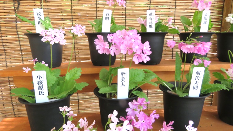 多様な品種は、1種の野生種「サクラソウ」から作出された