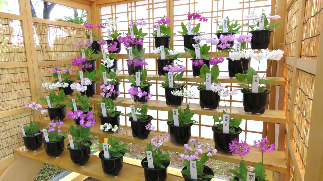 伝統的な鑑賞方法「桜草花壇」