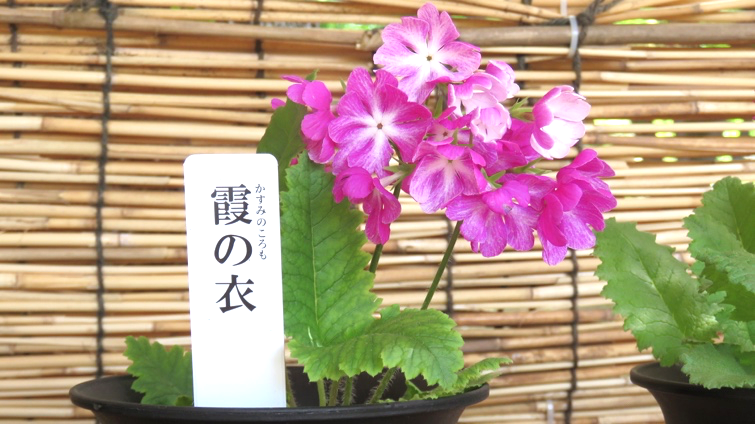 江戸末期に作出された品種「霞の衣」