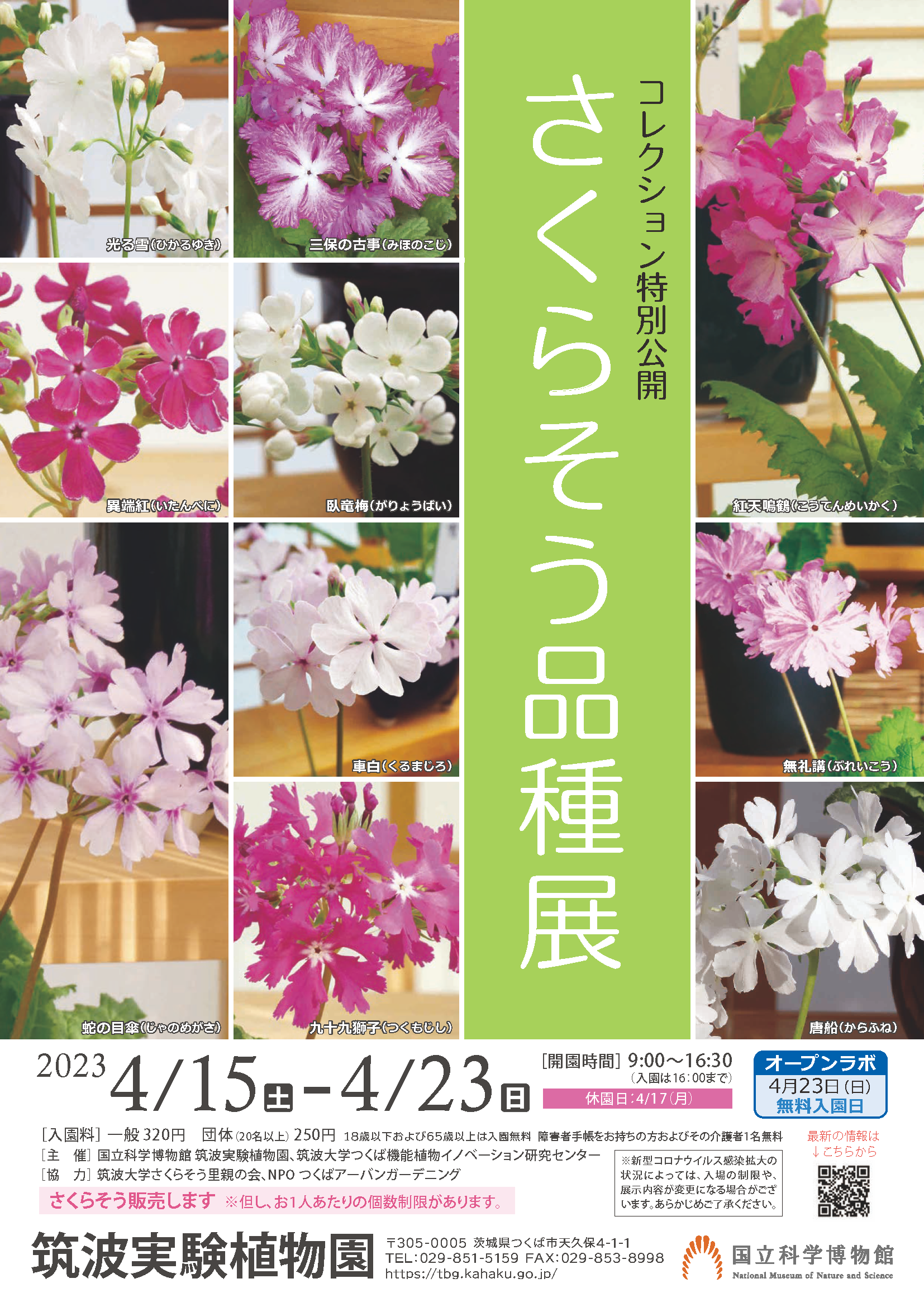 コレクション特別公開「さくらそう品種展」ポスター