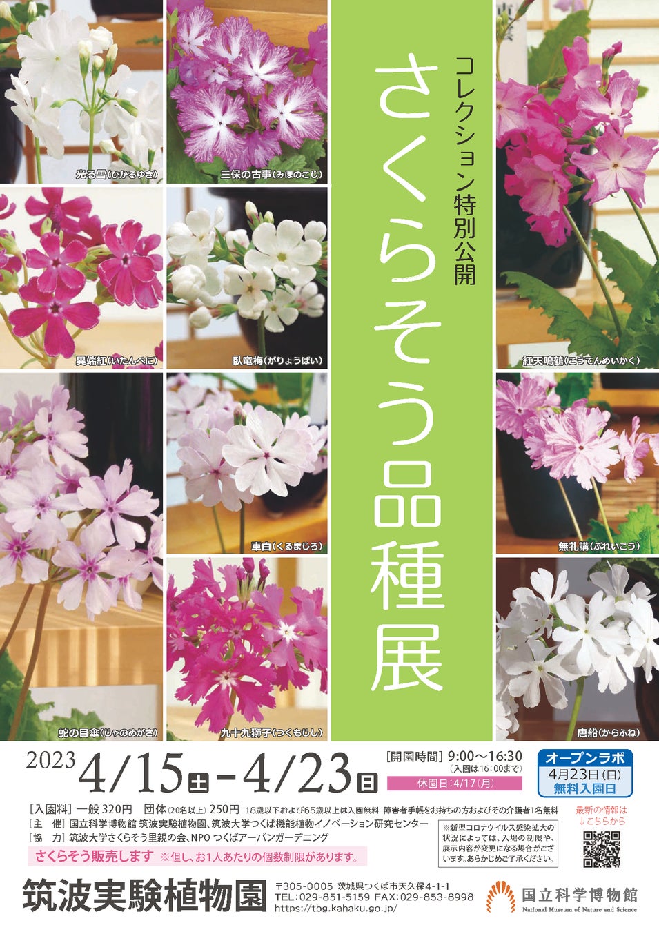コレクション特別公開「さくらそう品種展」ポスター