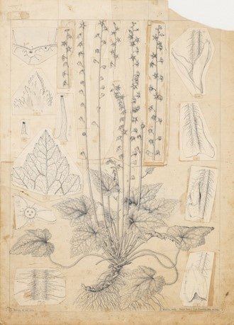 ⑤シコクチャルメルソウ植物図（高知県立牧野植物園所蔵）